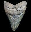 Serrated, Fossil Megalodon Tooth - Georgia #77667-1